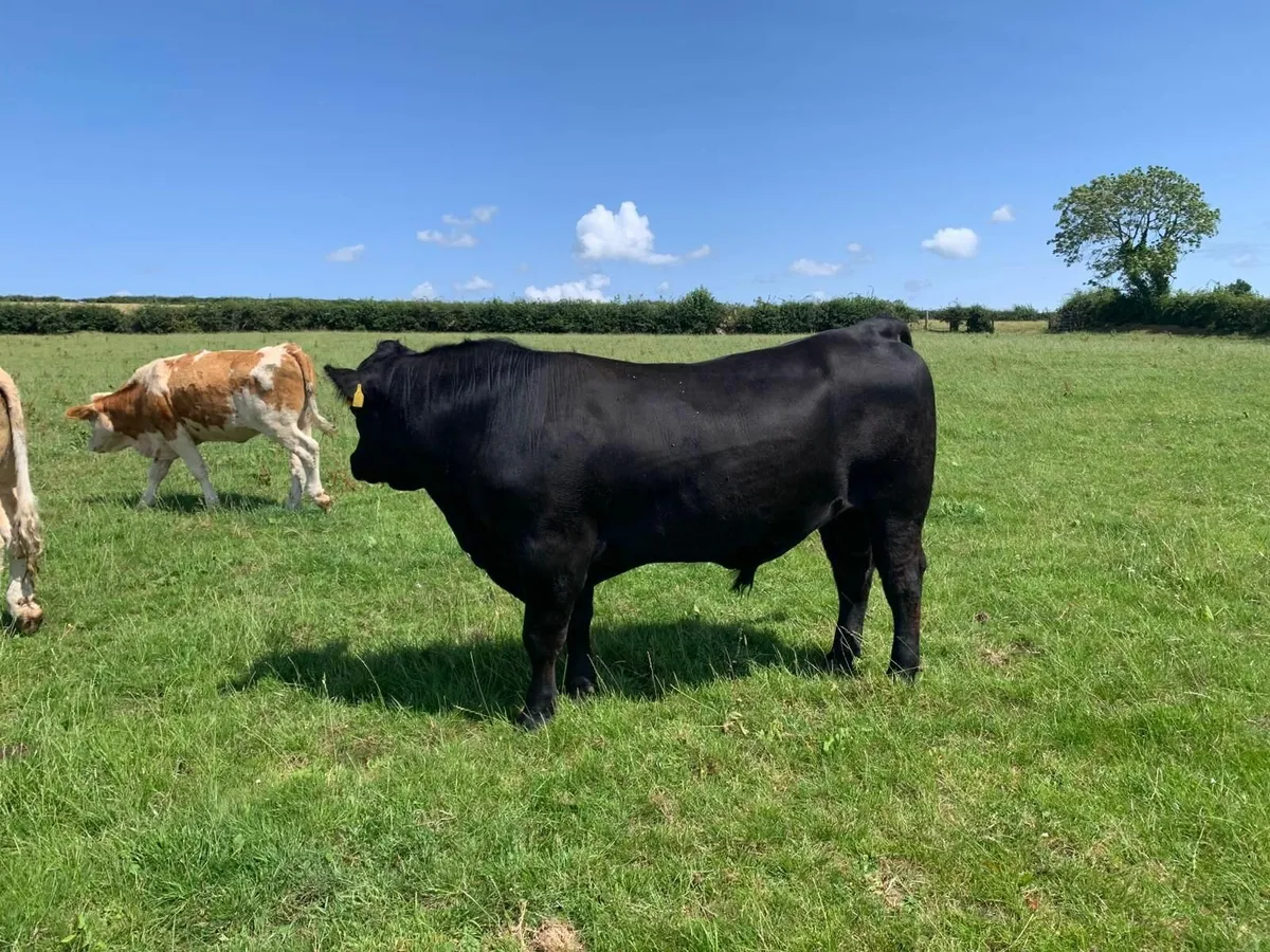 Aberdeen Angus Bull - Image 4