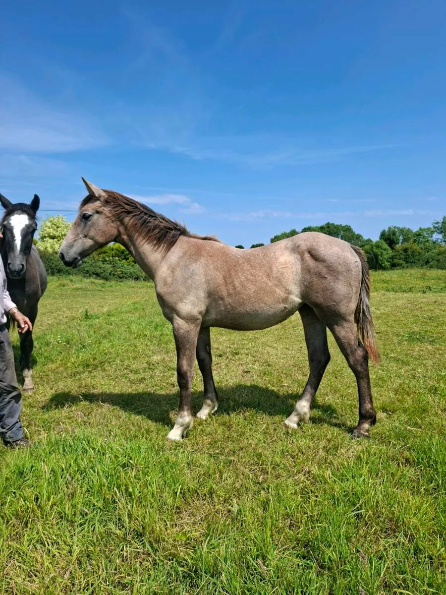 Irish draught yearlings - Image 2
