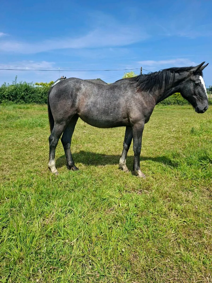 Irish draught yearlings - Image 4