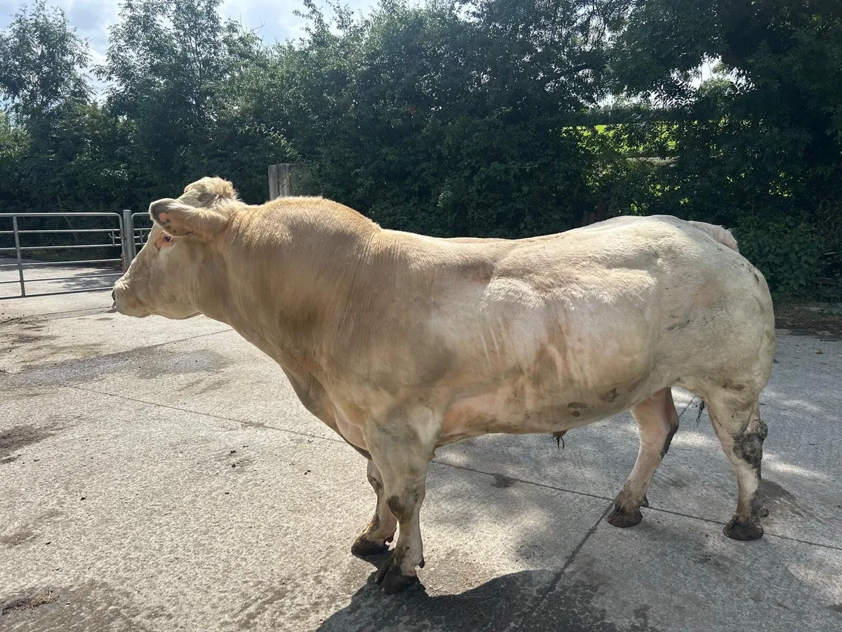 Bull - Image 1