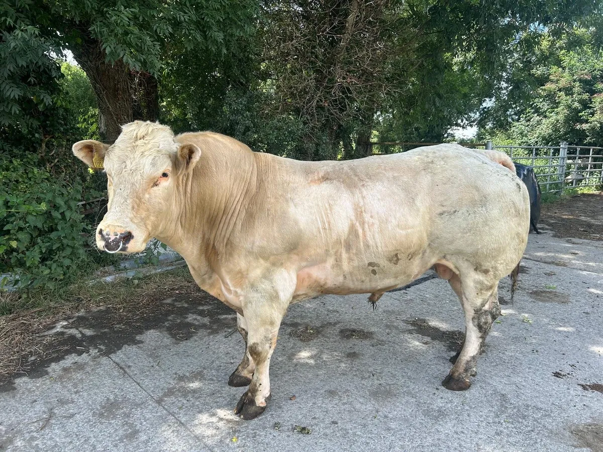 Bull - Image 2