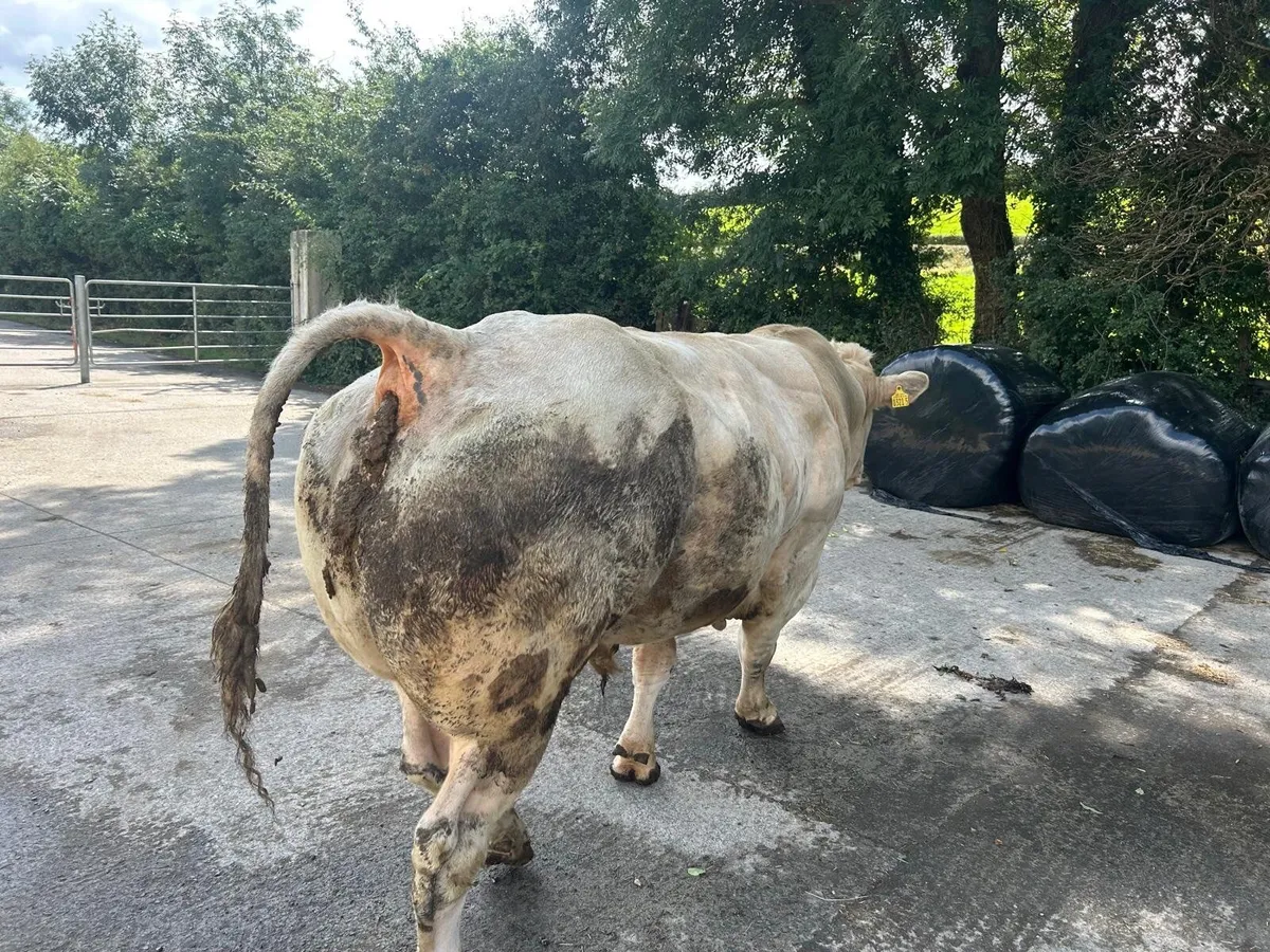 Bull - Image 3