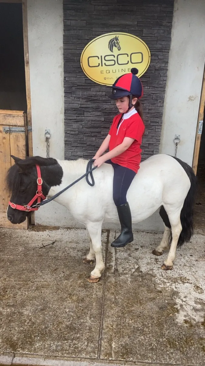 KIDS FIRST PONY €1250 - Image 1