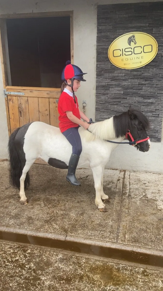 KIDS FIRST PONY €1250 - Image 2