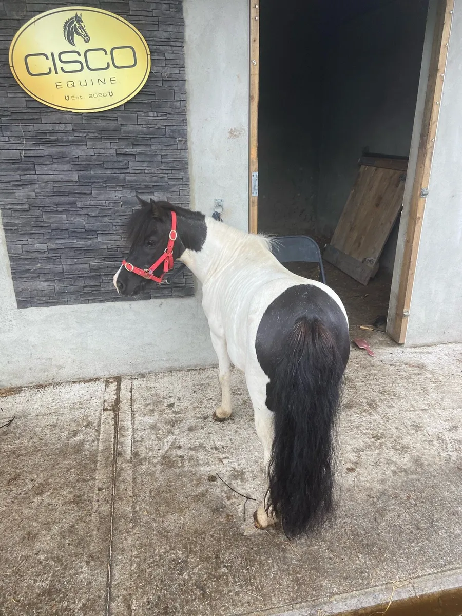 KIDS FIRST PONY €1250 - Image 3