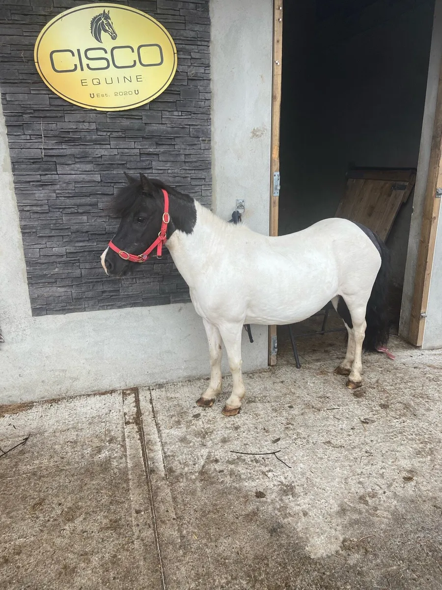 KIDS FIRST PONY €1250 - Image 4