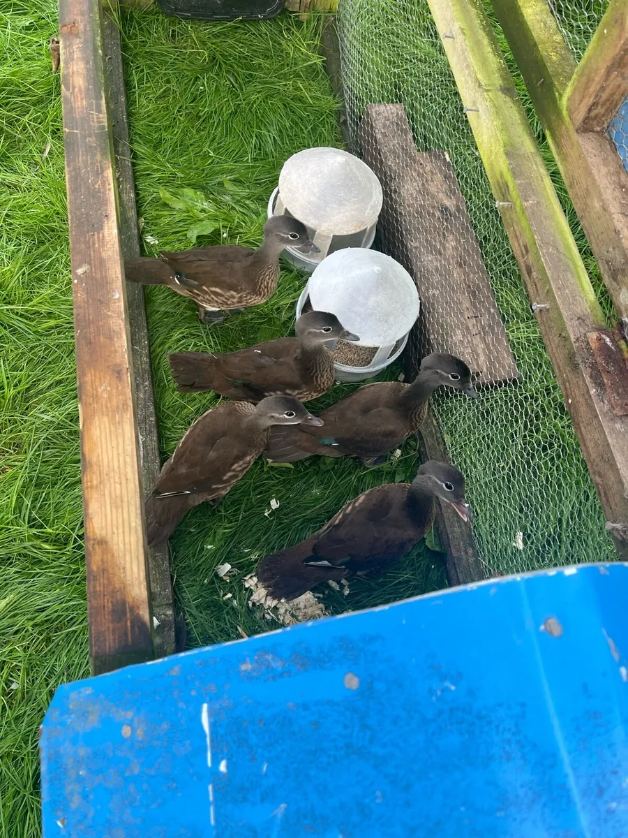 1x pair of mandarin & 3x ducks (hatched this year)