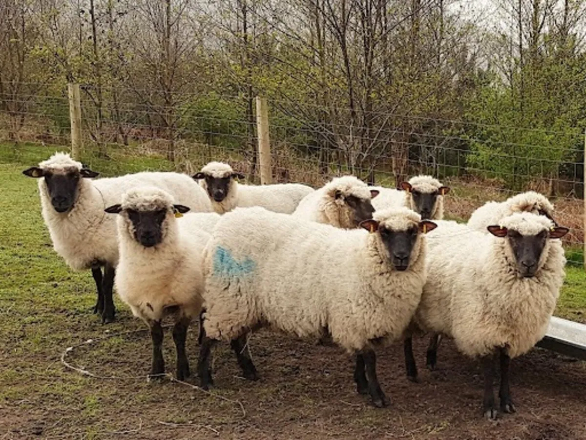 Sheep free