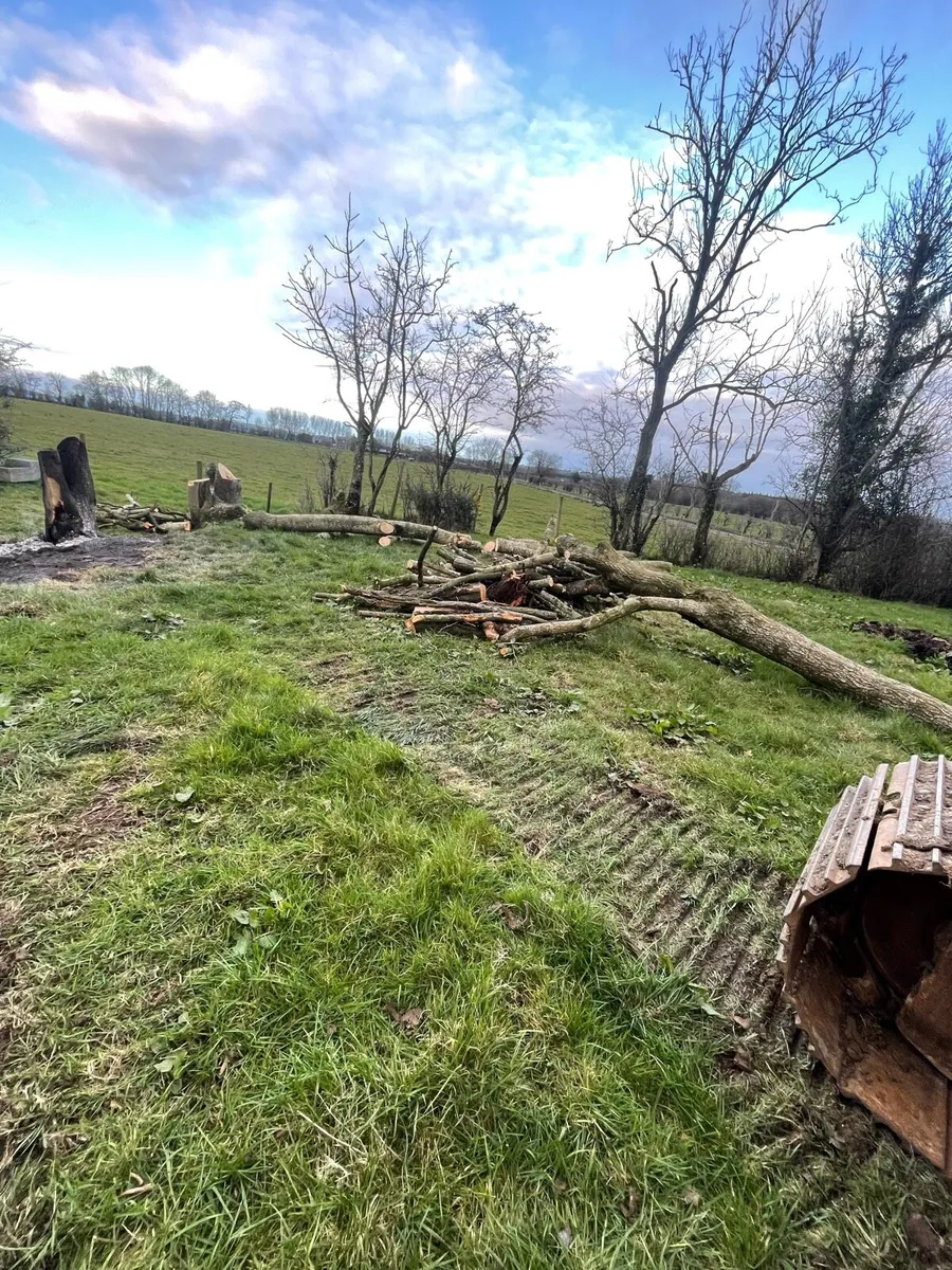 Tree services - Image 3