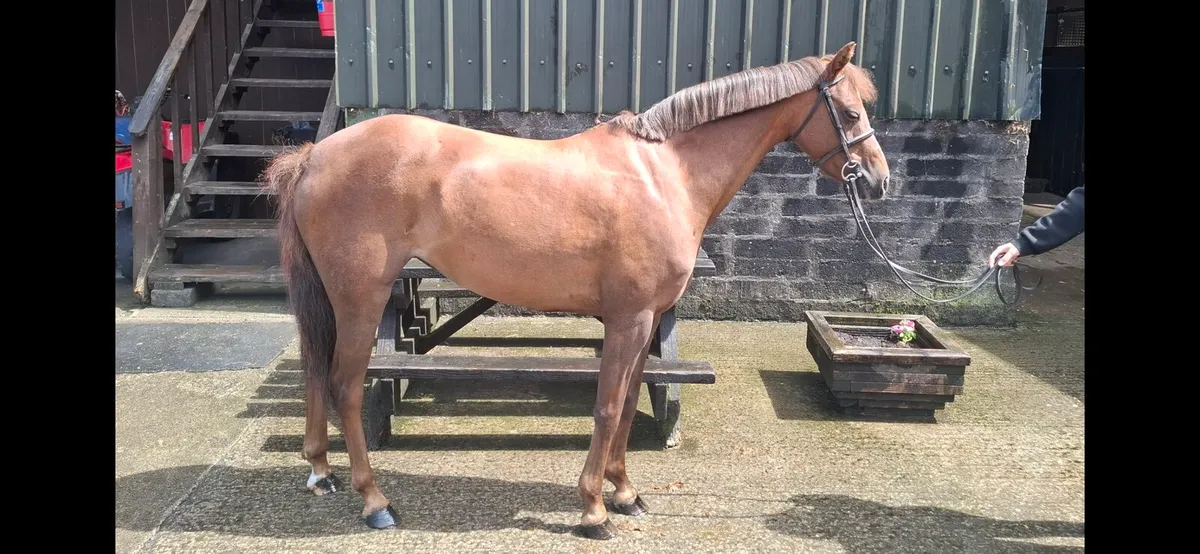 12.2 pony - Image 1