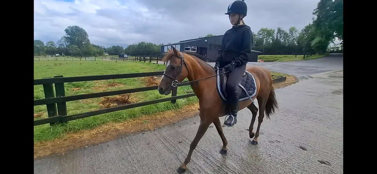 12.2 pony - Image 2