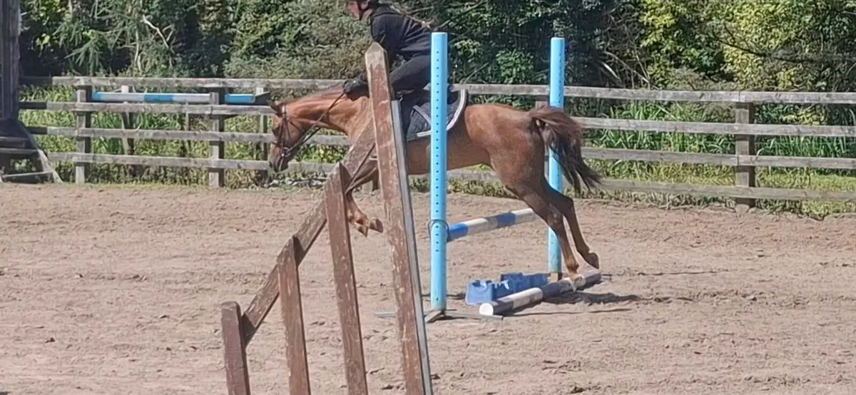 12.2 pony - Image 3