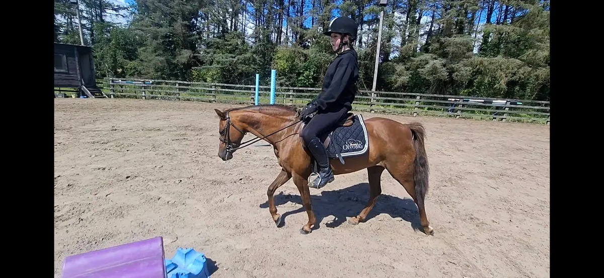 12.2 pony - Image 4