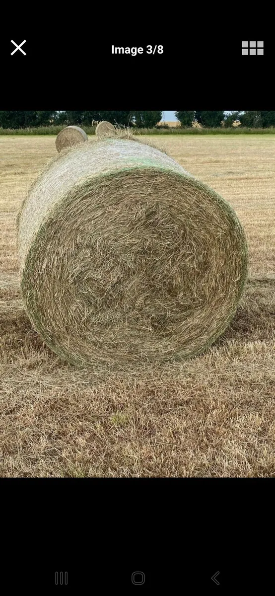 Hay for sale - Image 2