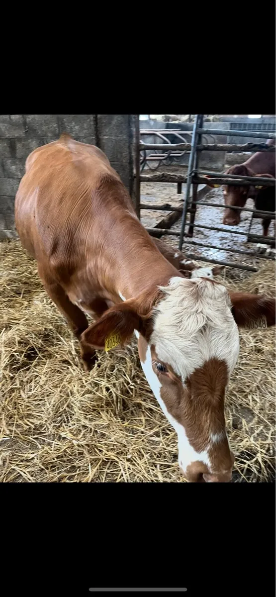 Heifers