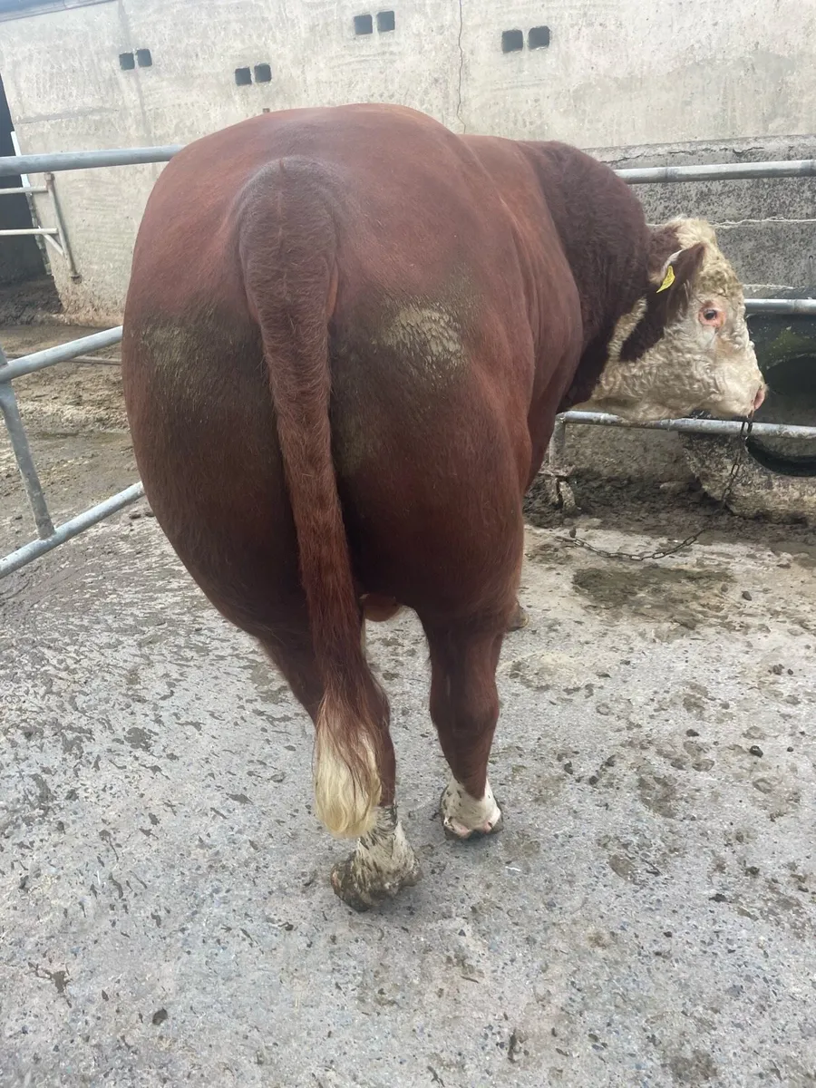 HE Bull - Image 2