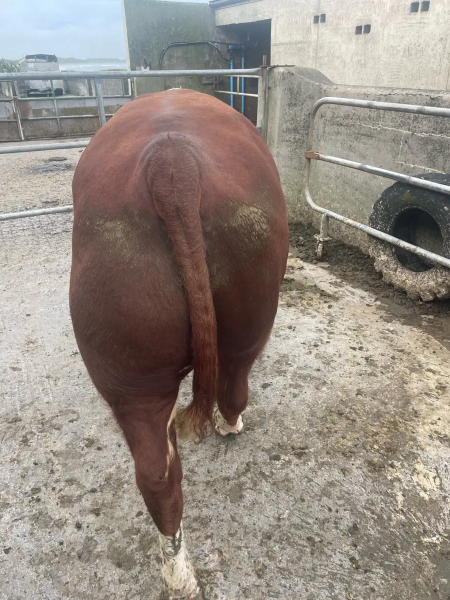 HE Bull - Image 3