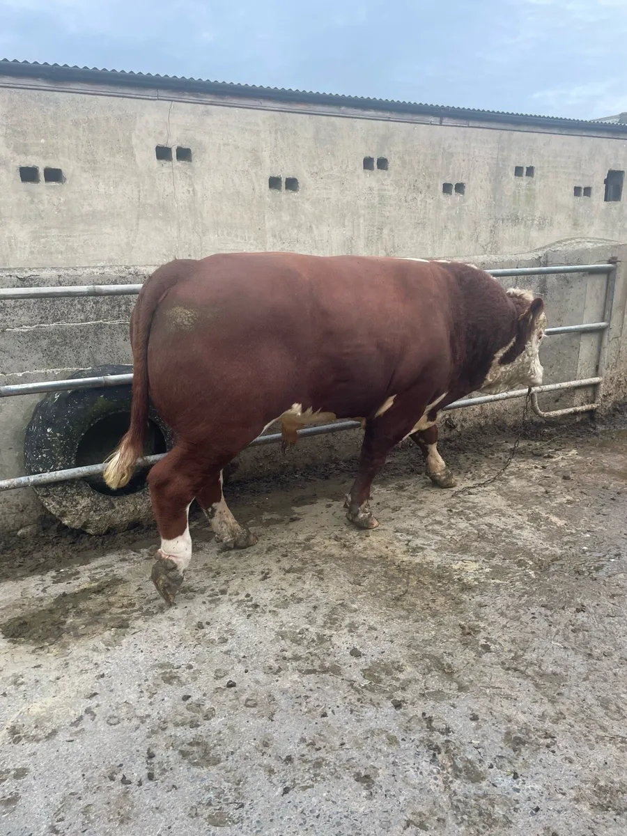 HE Bull - Image 4