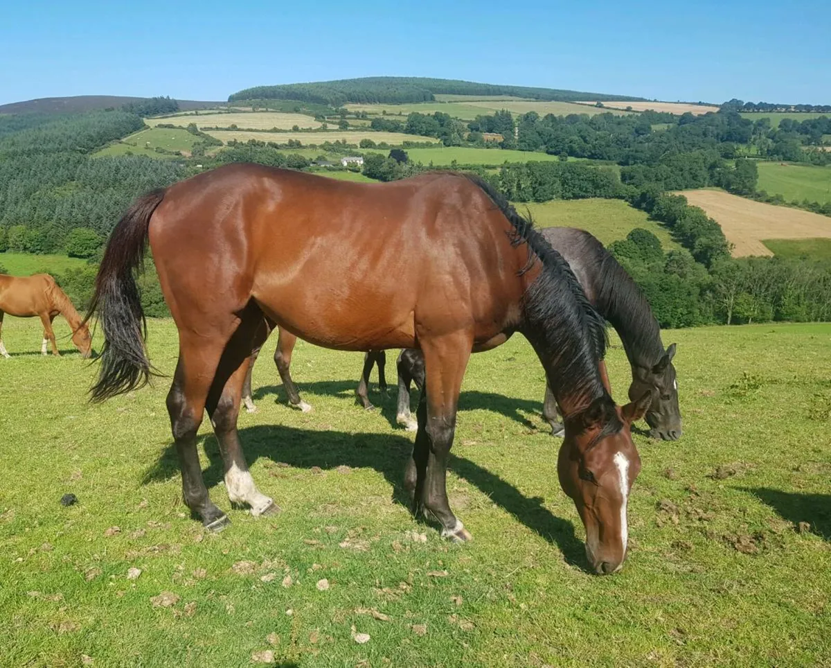 Golden Master & Pointilliste Geldings - Image 4