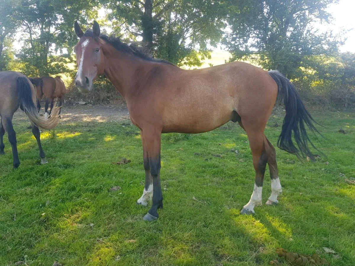 Golden Master & Pointilliste Geldings - Image 1
