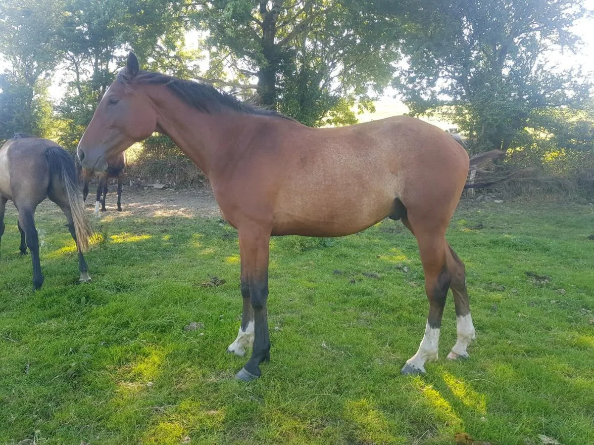 Golden Master & Pointilliste Geldings - Image 2