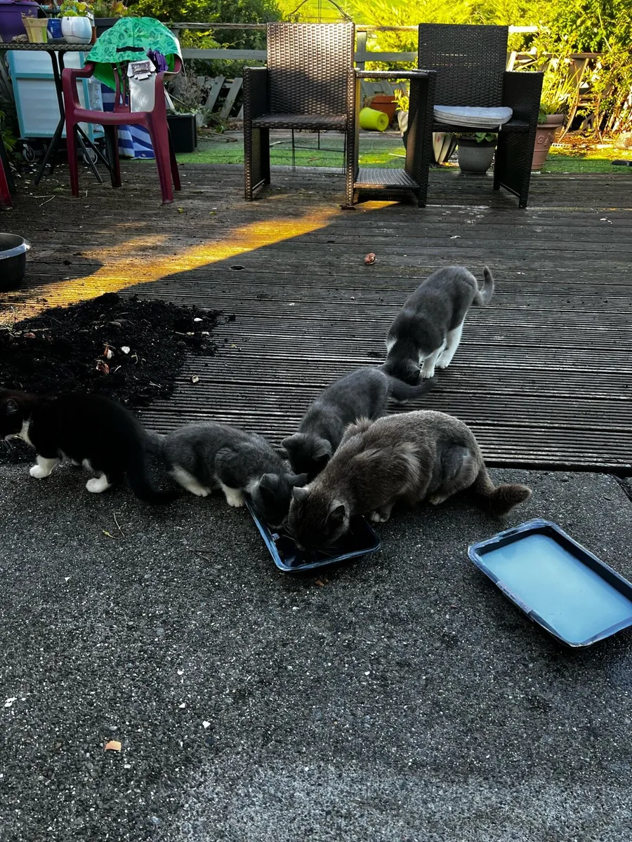 Kittens - Image 1