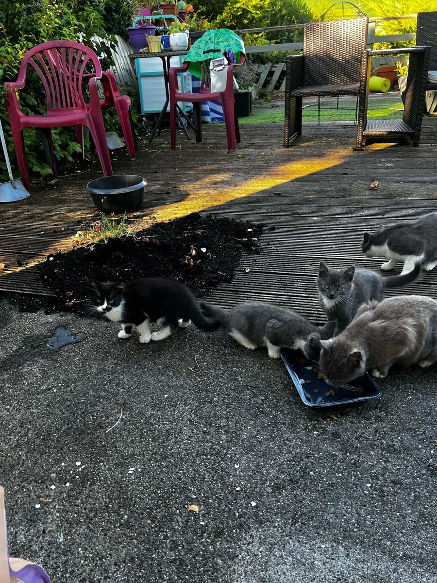 Kittens - Image 2