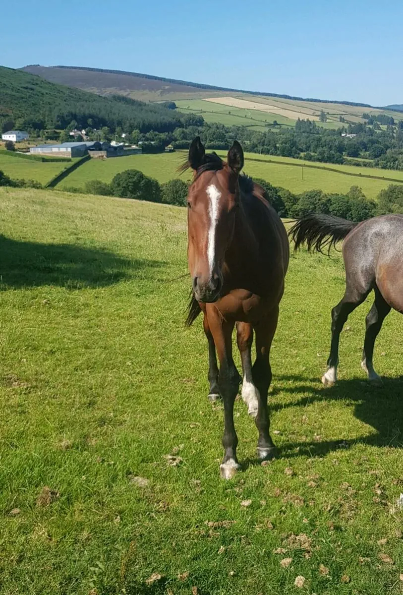 Golden Master & Pointilliste Geldings - Image 3