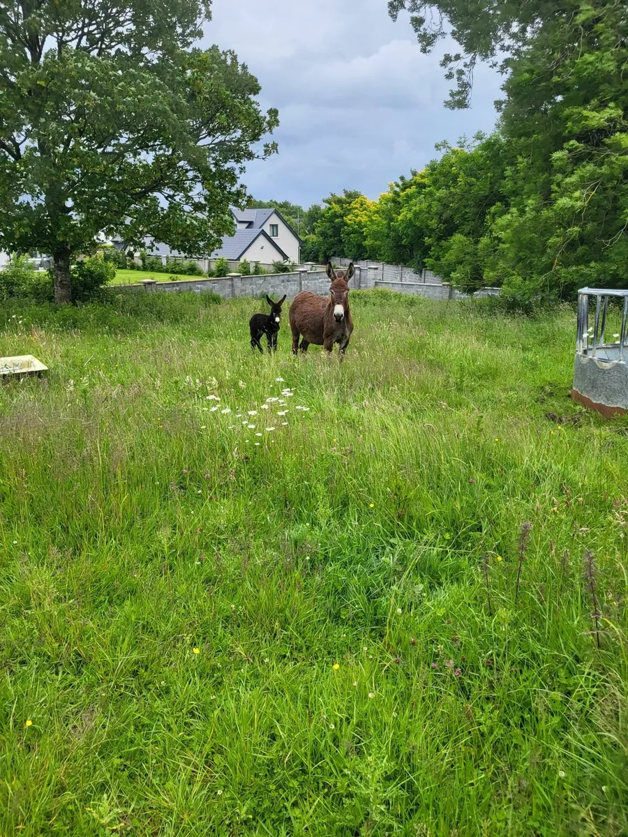 Donkey - Image 1