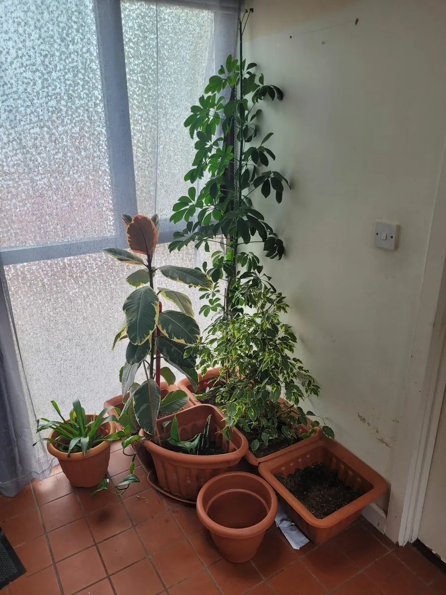 Plant - Image 1