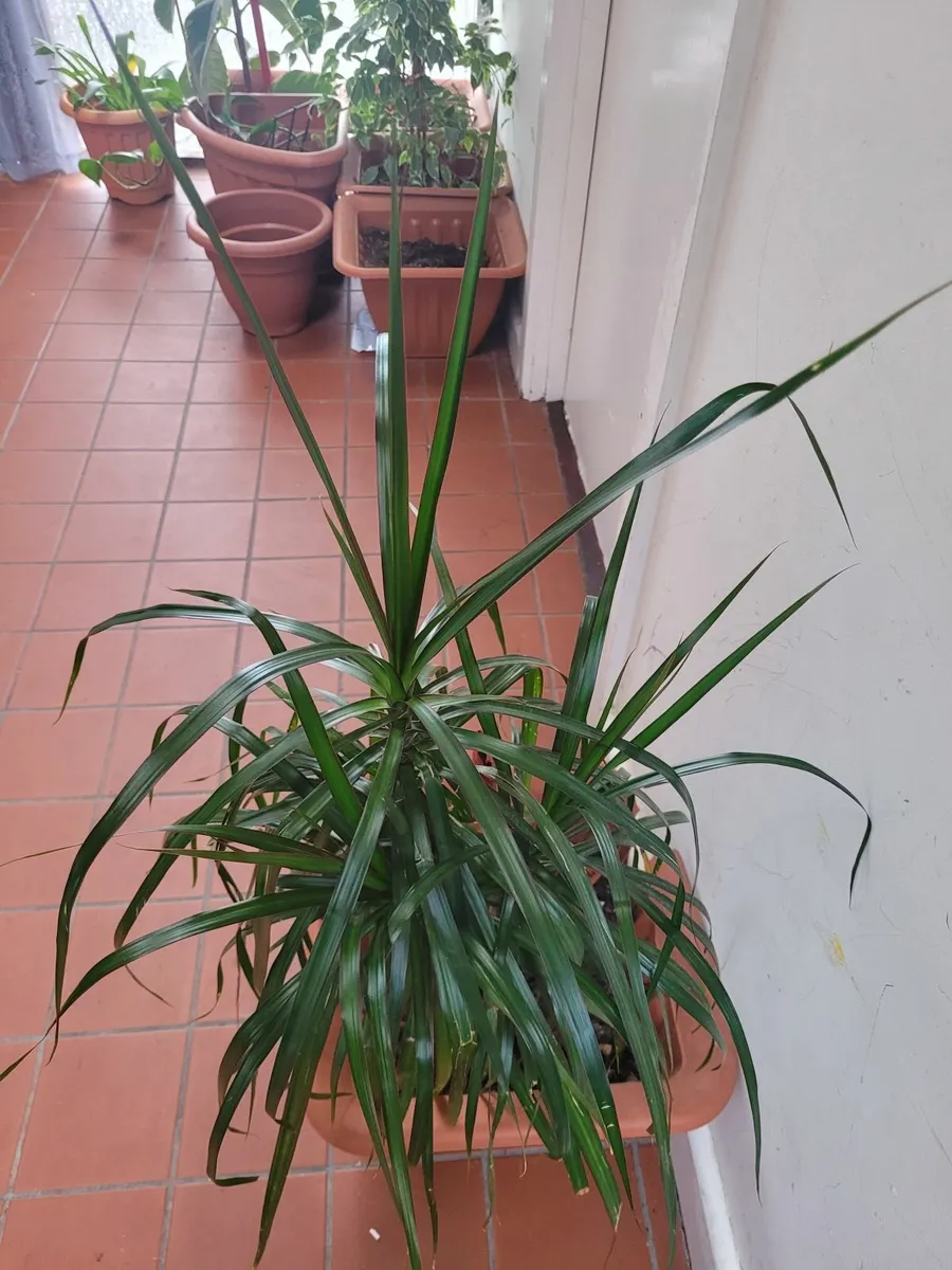 Plant - Image 2