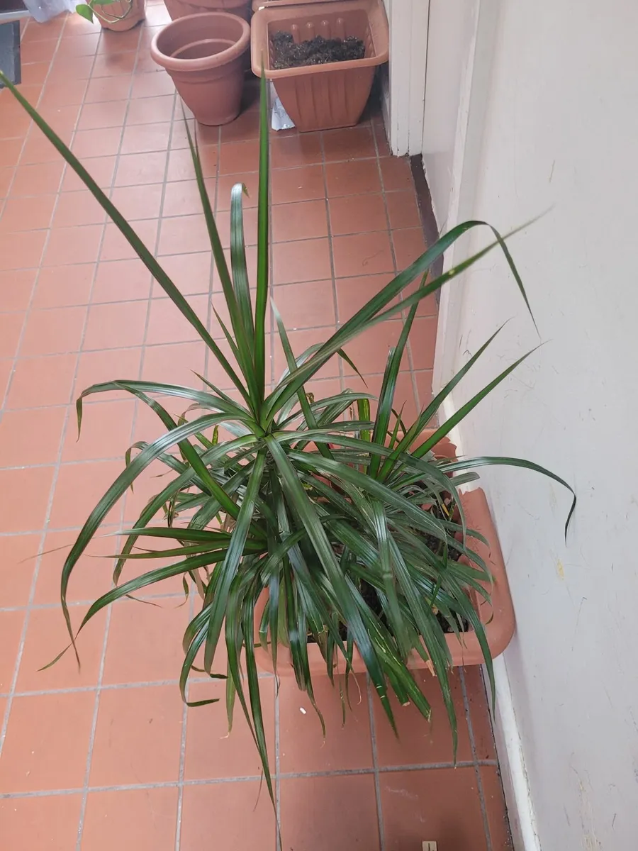 Plant - Image 3