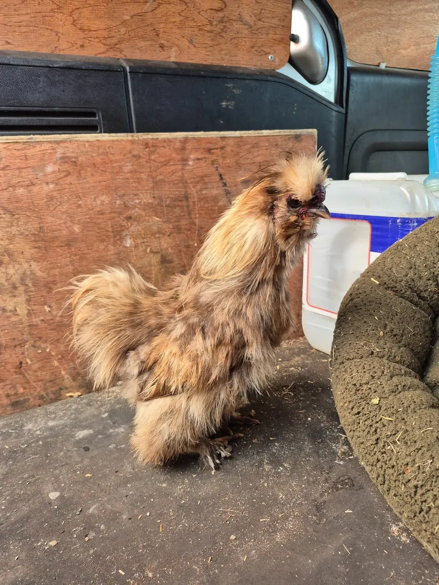 Usa chocolate Silkie Rooster, Silkie &Pekin chicks - Image 1