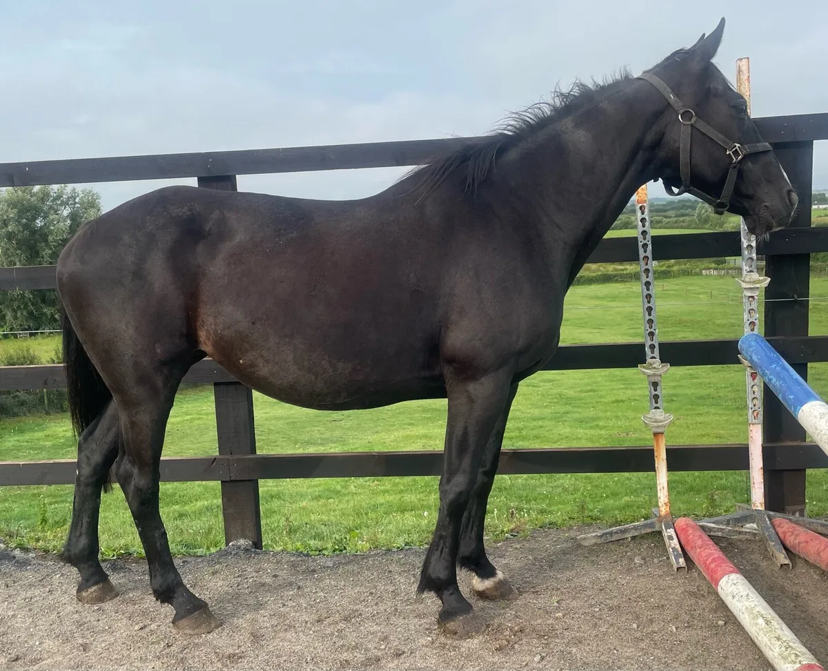 Jet black mare 14.2hh - Image 1