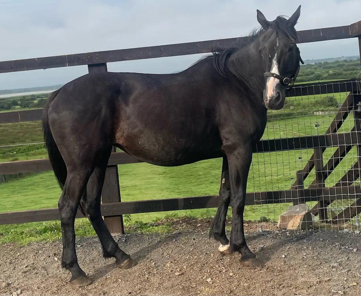 Jet black mare 14.2hh - Image 2
