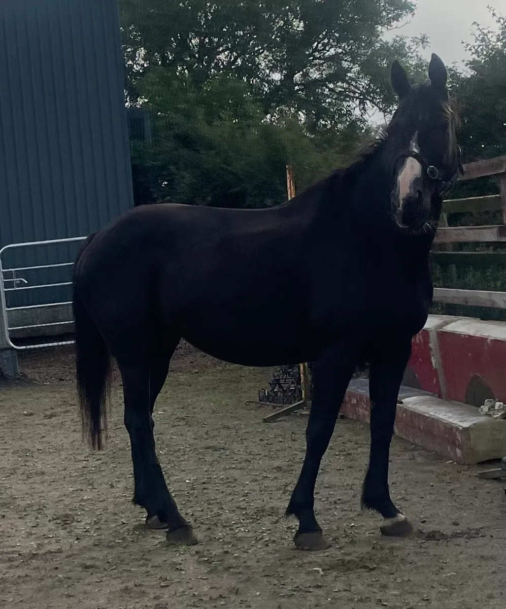 Jet black mare 14.2hh - Image 3