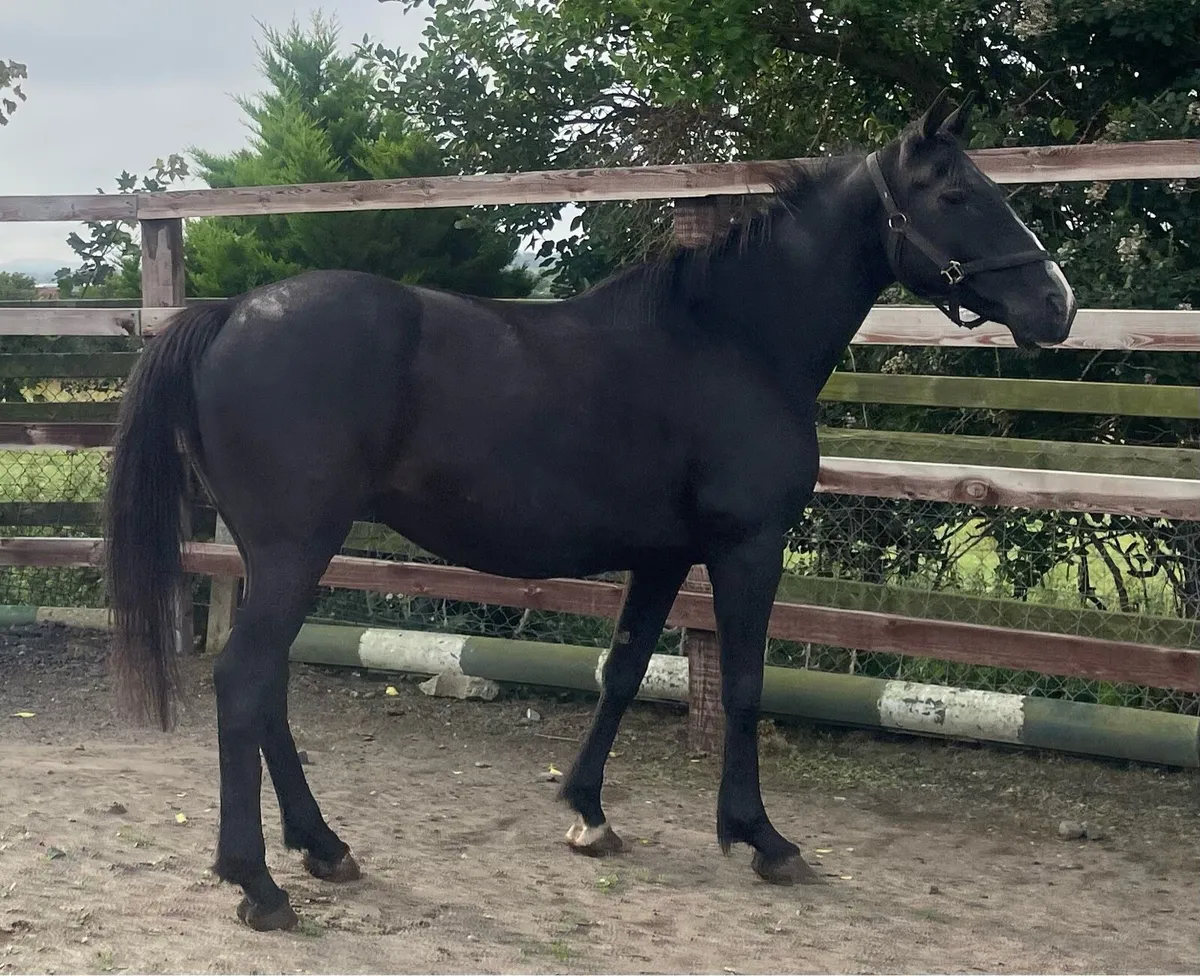 Jet black mare 14.2hh - Image 4