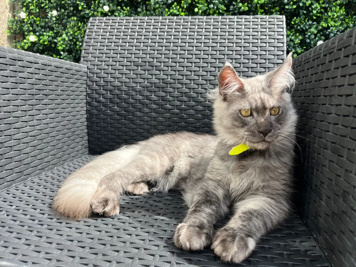 Kitten - Image 1