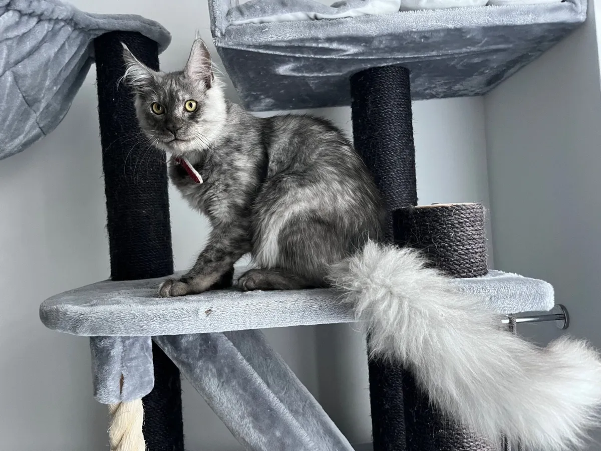 Kitten - Image 2