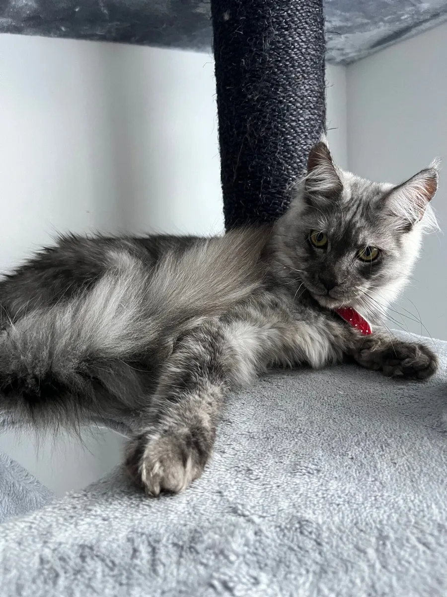 Kitten - Image 3