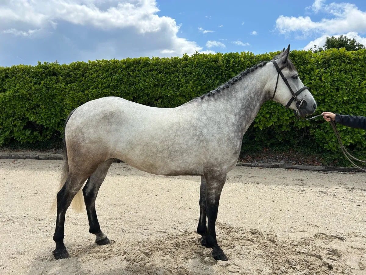 148 5yo Connemara Gelding - Image 1
