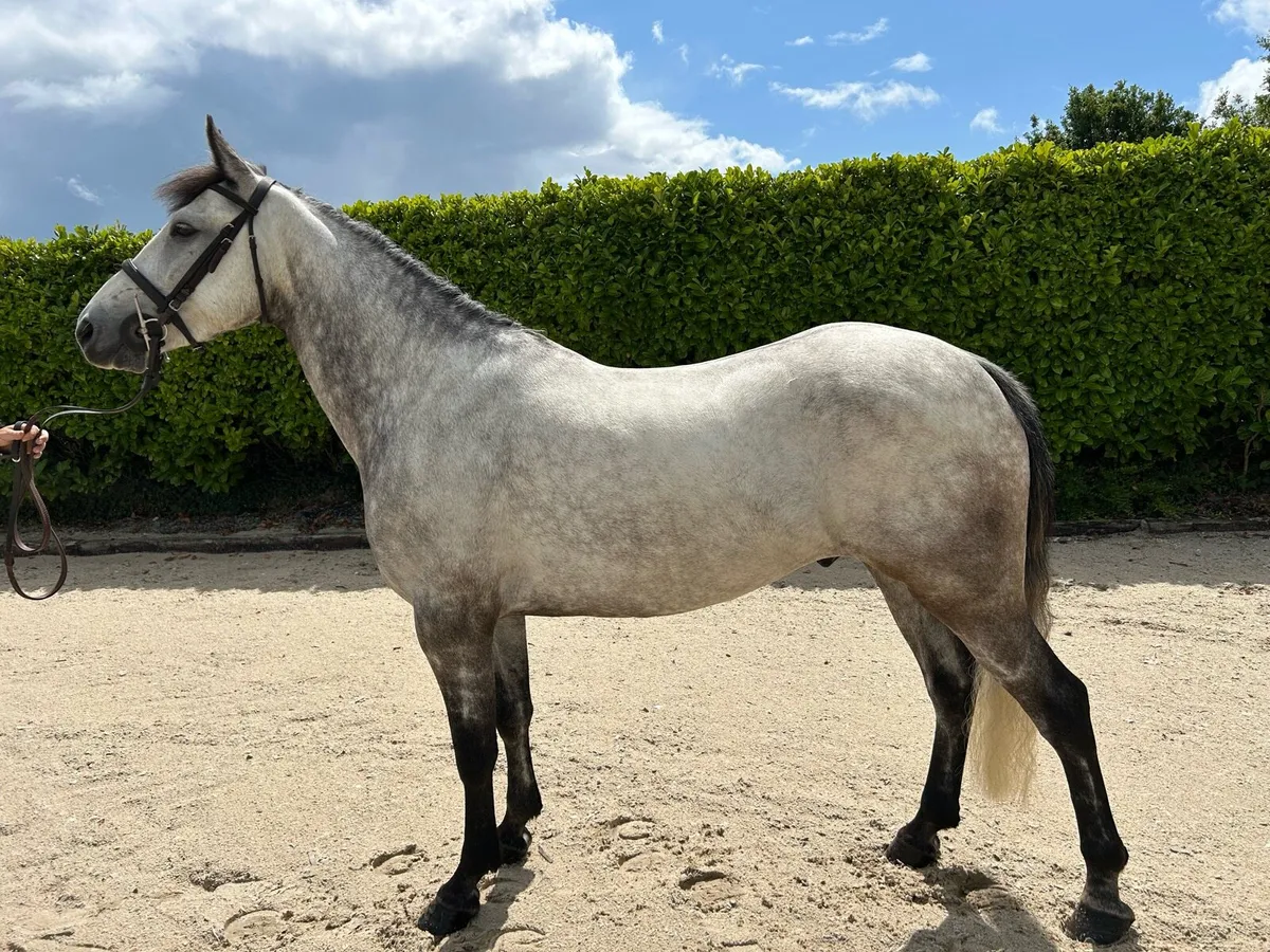 148 5yo Connemara Gelding - Image 2