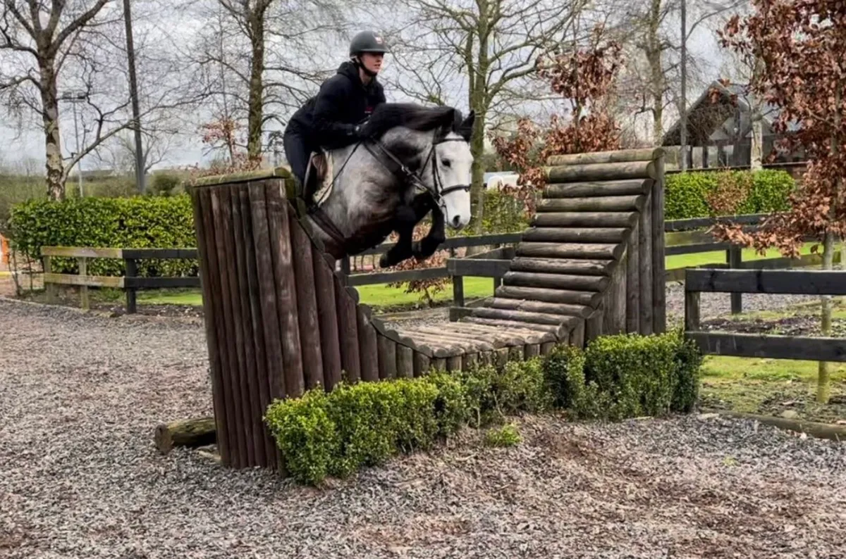 148 5yo Connemara Gelding - Image 3