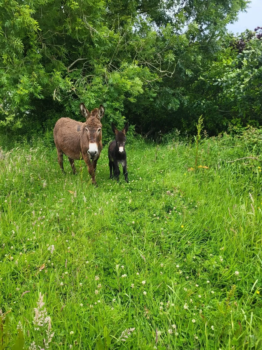 Donkey - Image 2