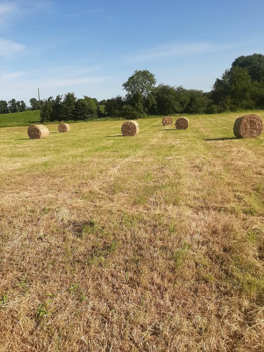 Hay - Image 3