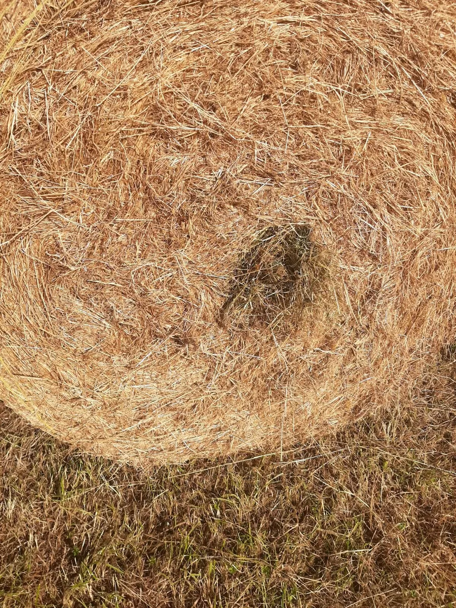 Hay - Image 4