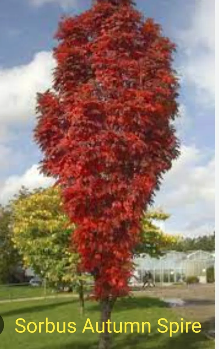 Trees - Image 2