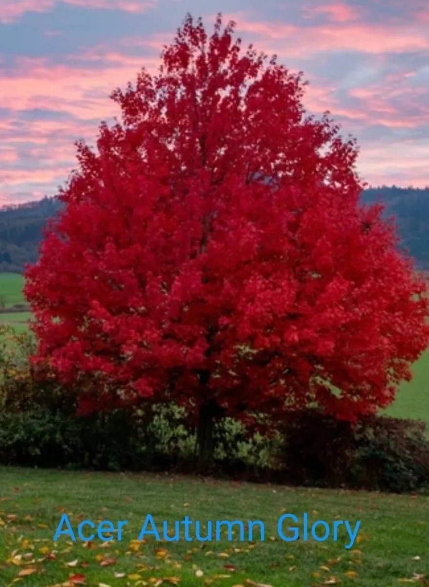 Trees - Image 3
