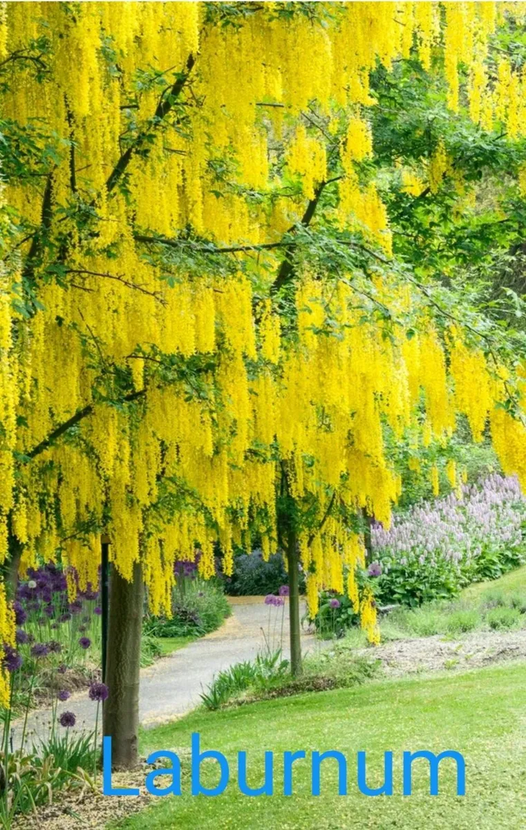 Trees - Image 1