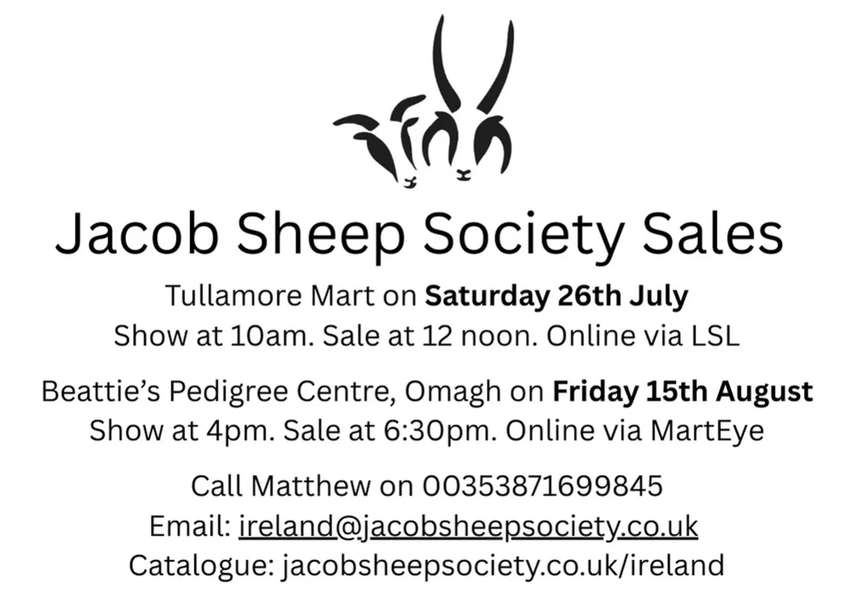 Jacob Sheep Society Show & Sale 2025 - Image 2